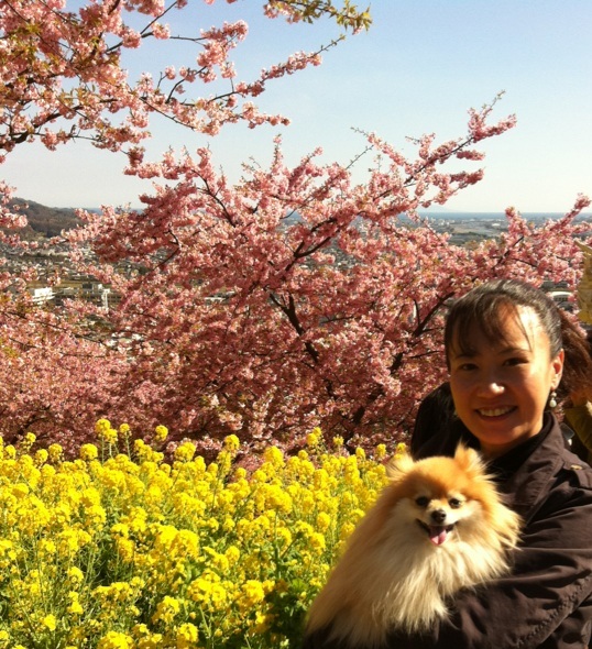 画像: 松田町の河津桜