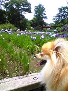 画像: 小田原城　花菖蒲まつり