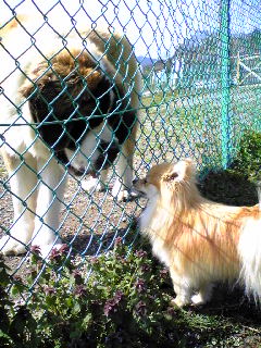 画像: 松田町☆ふれあい動物村